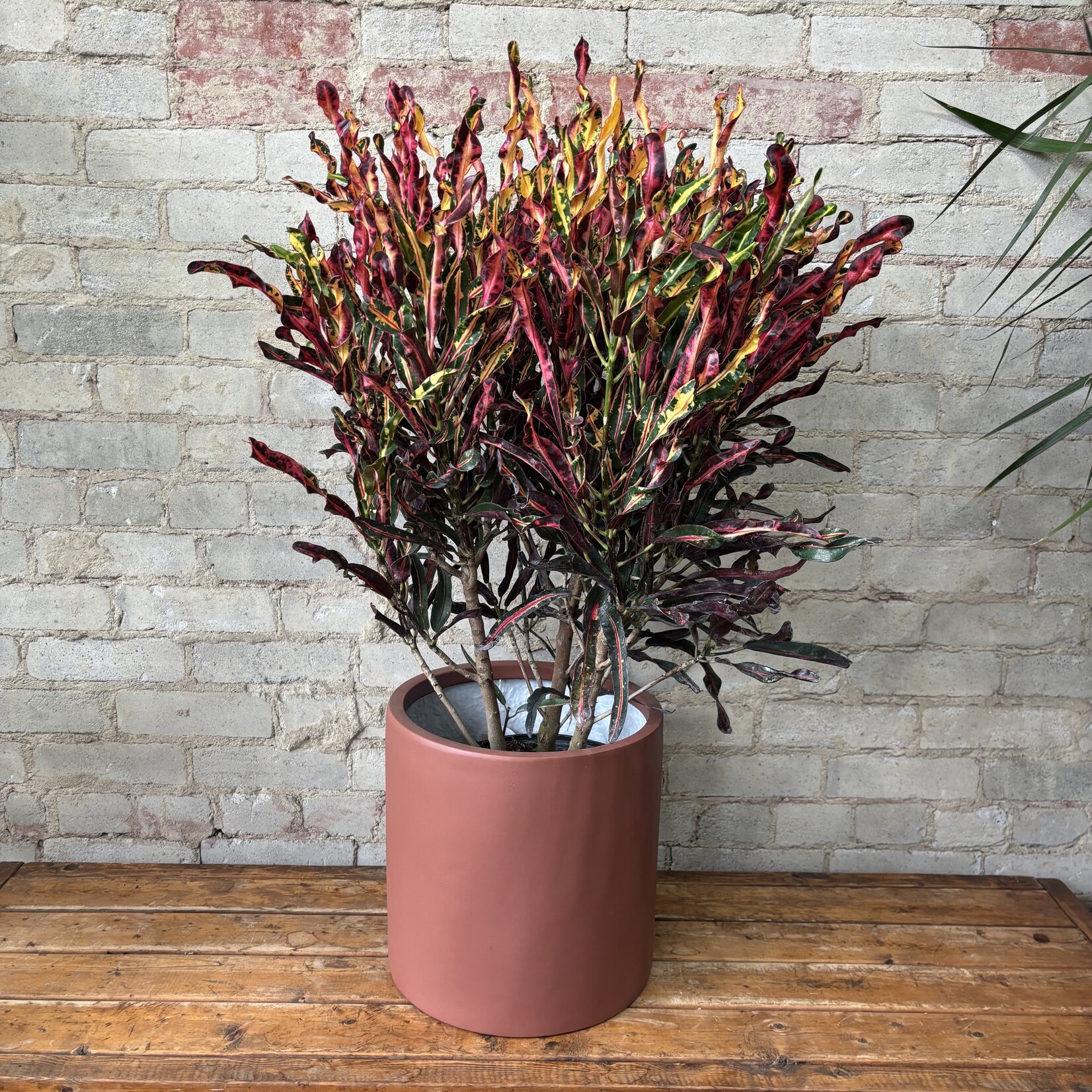 Croton 'Curly Boy' Bush 10"