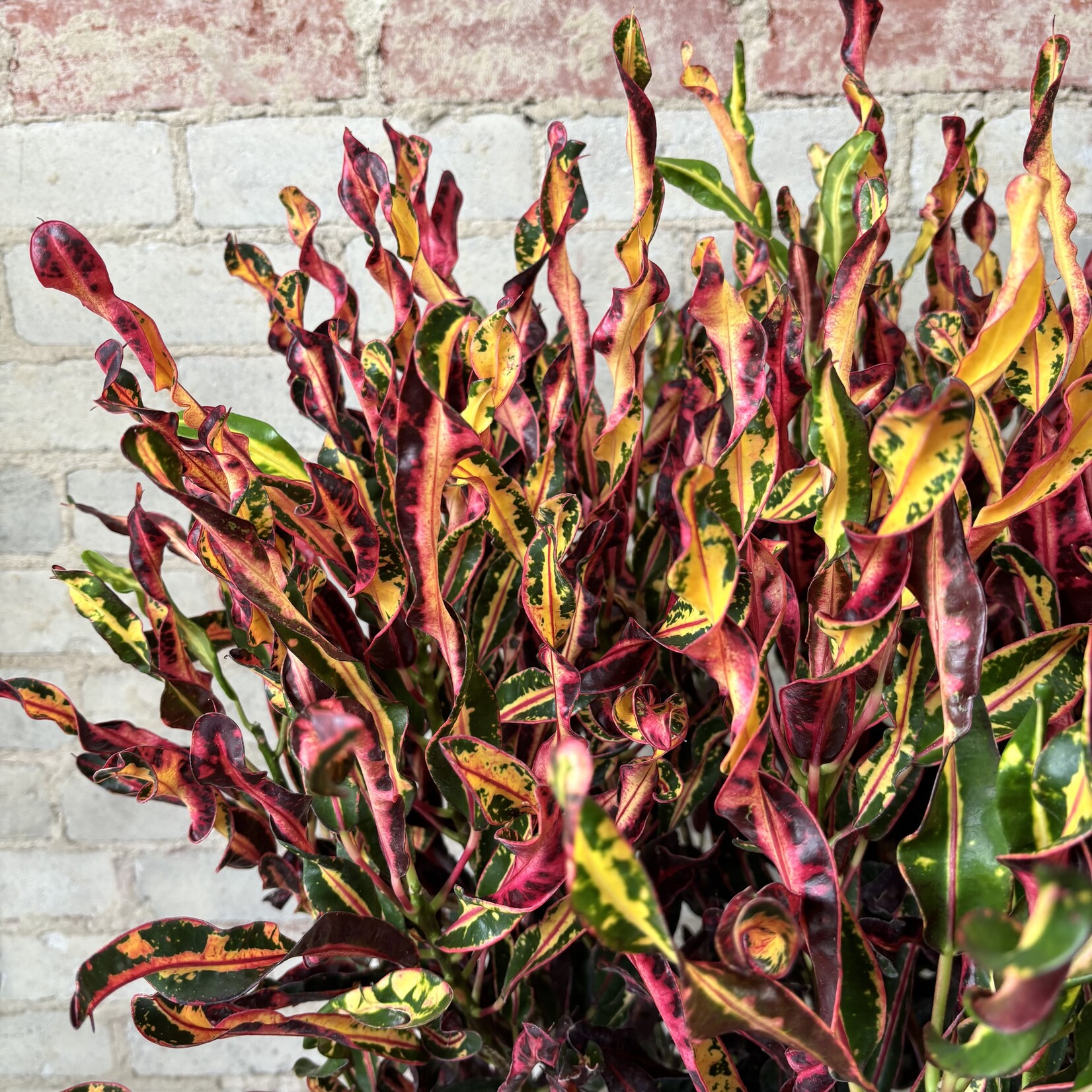 Croton 'Curly Boy' Bush 10"