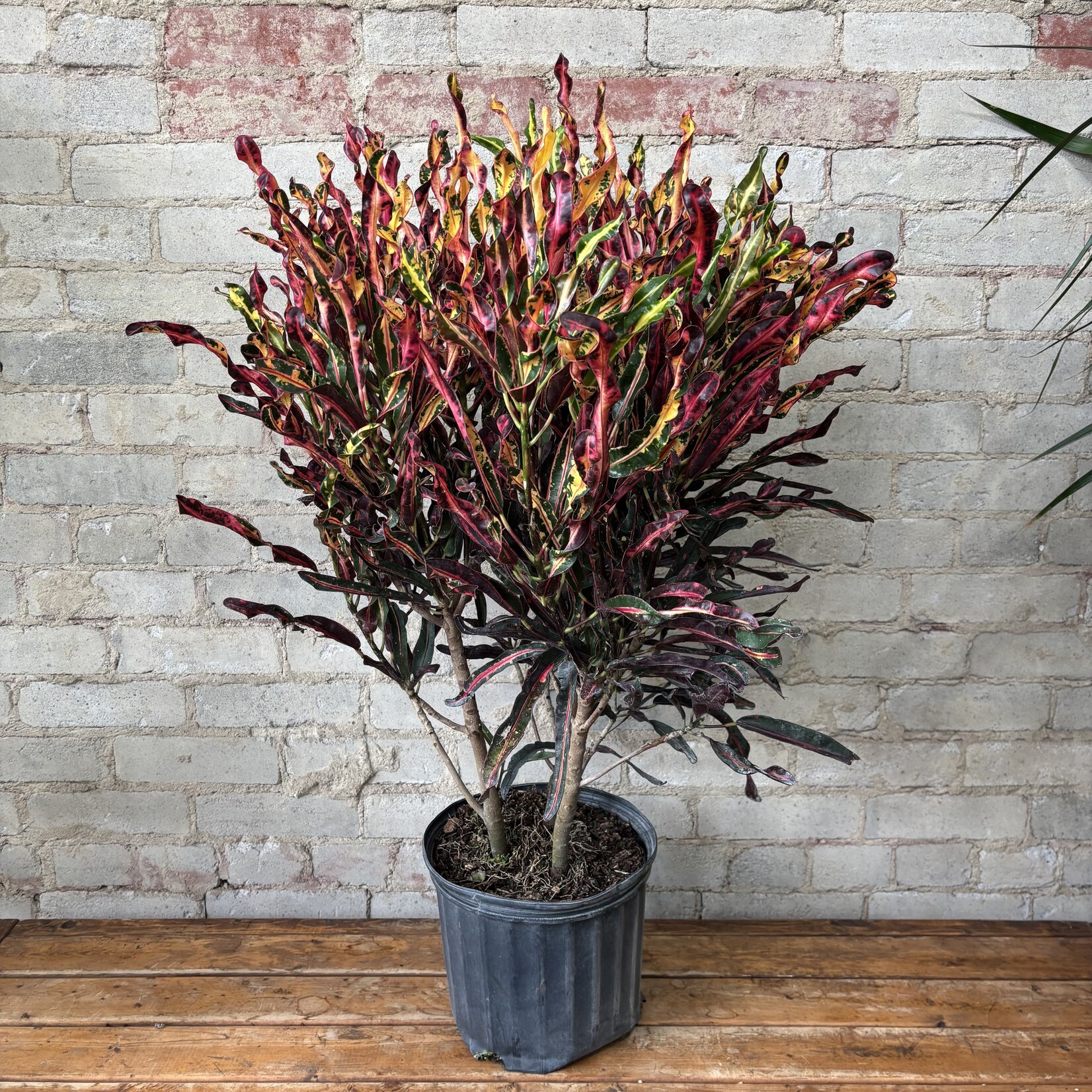 Croton 'Curly Boy' Bush 10"