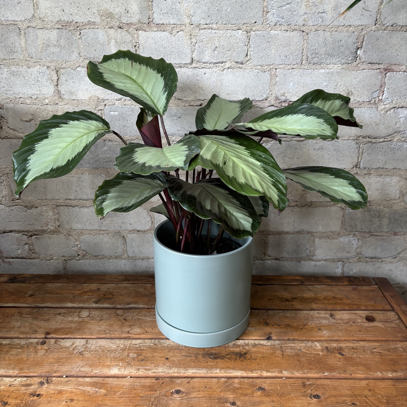 Calathea Royal Standard 6"