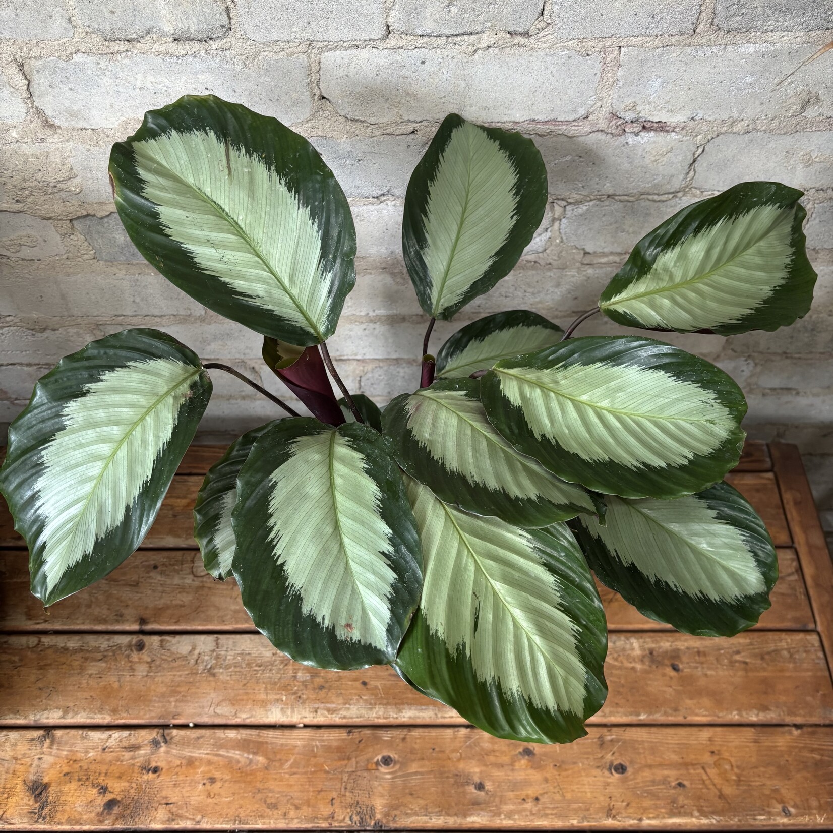 Calathea Royal Standard 6"
