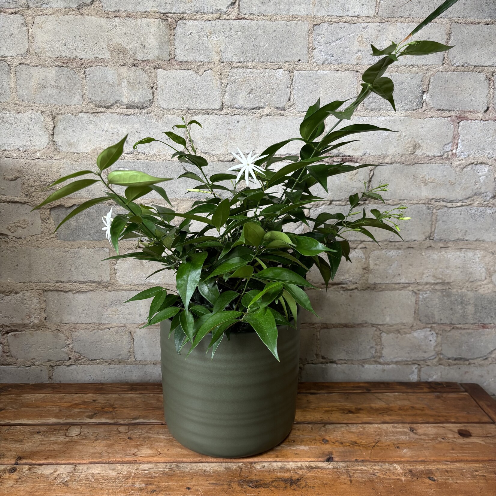 Star Jasmine Bush 6"
