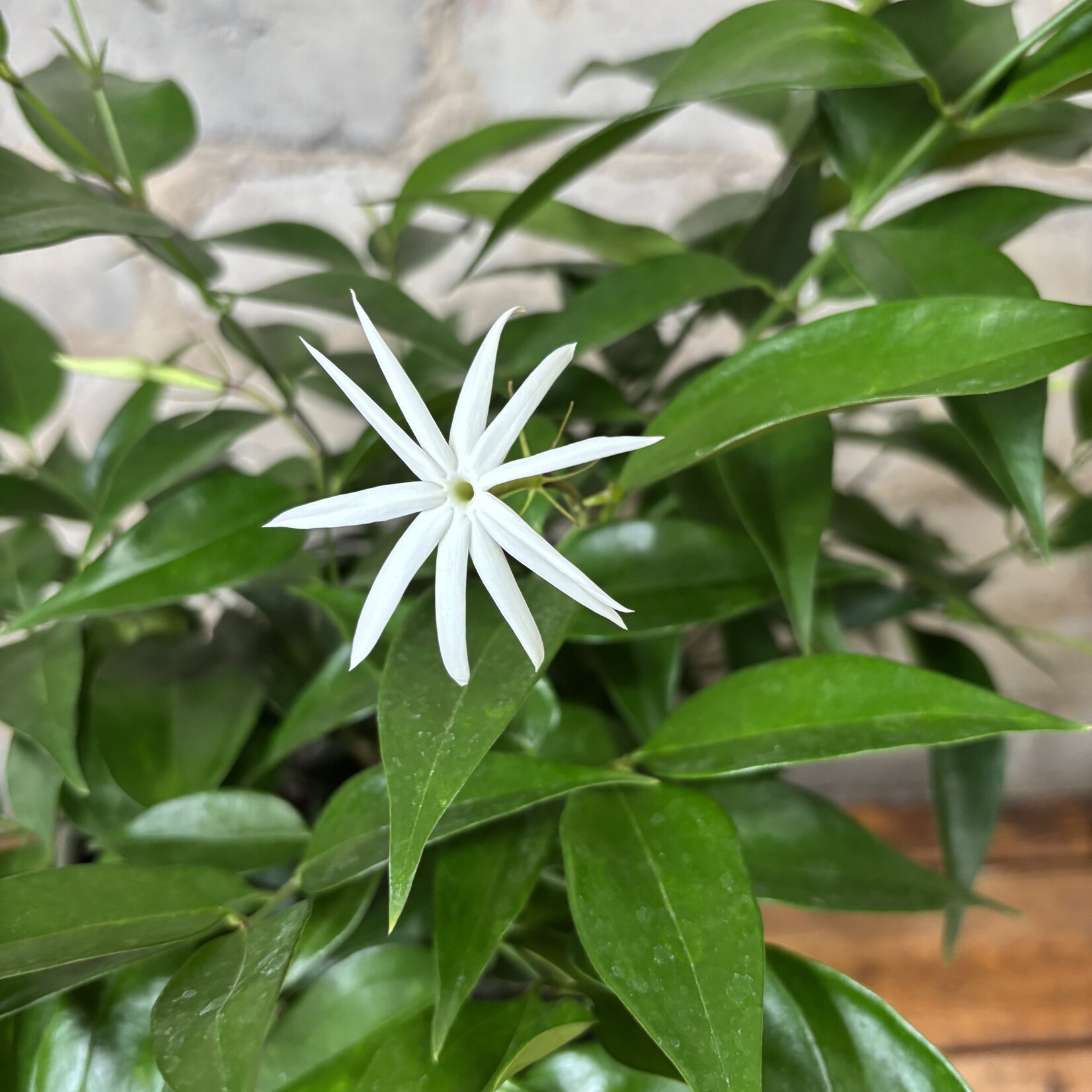 Star Jasmine Bush 6"