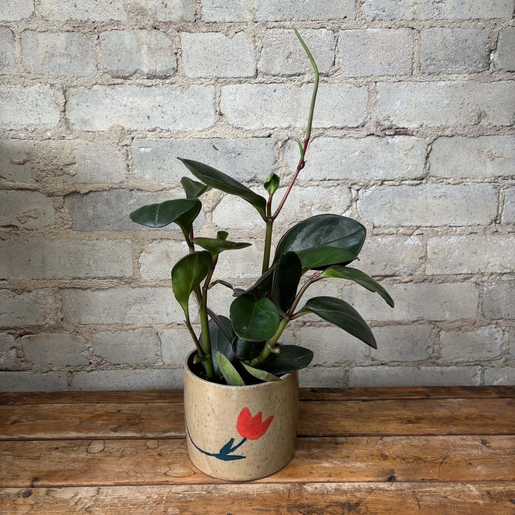 Peperomia Red Edge 4"