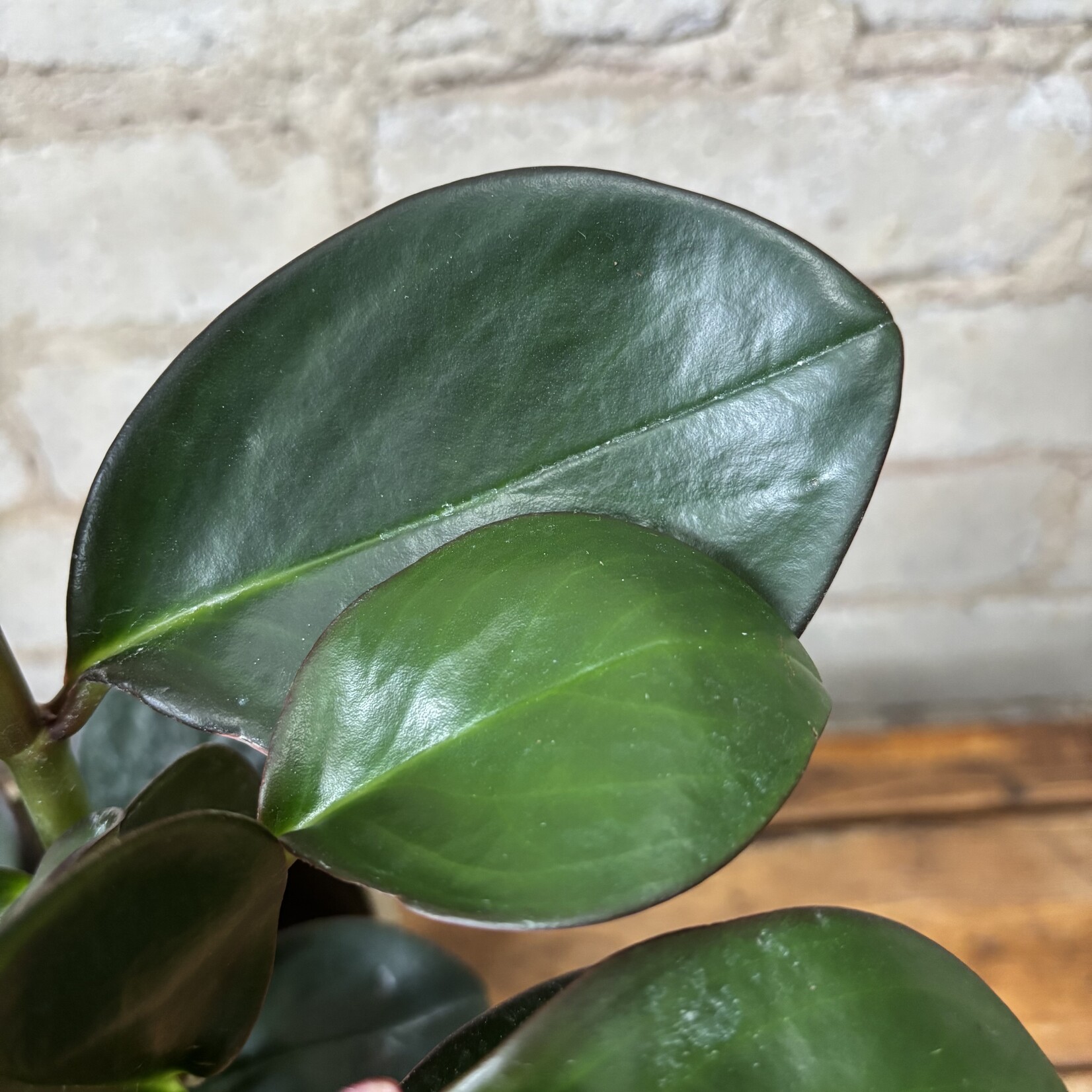 Peperomia Red Edge 4"