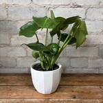Monstera Deliciosa 4"