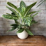 Aglaonema Golden Madonna 6"
