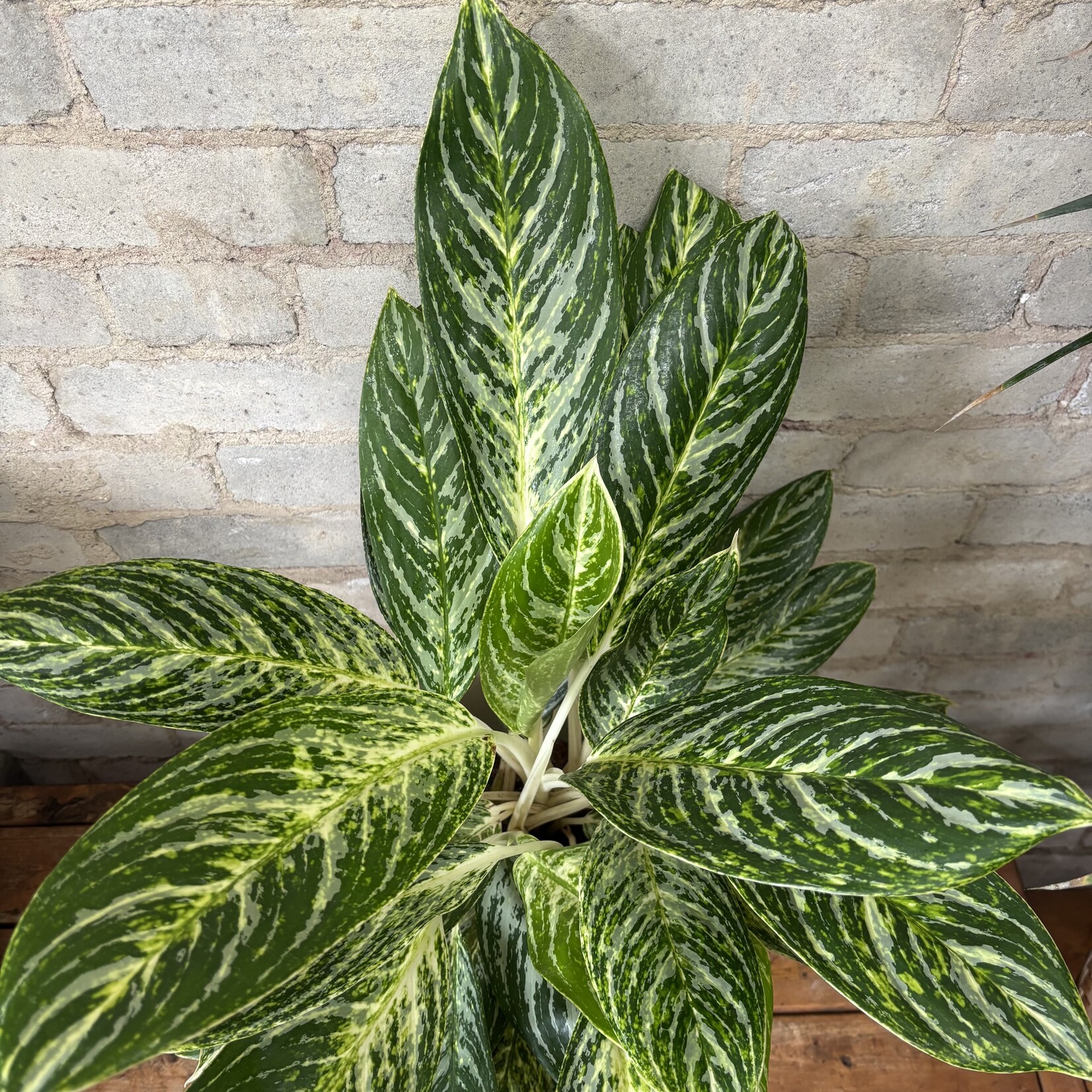 Aglaonema Golden Madonna 6"
