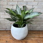 Aglaonema Shades 8"