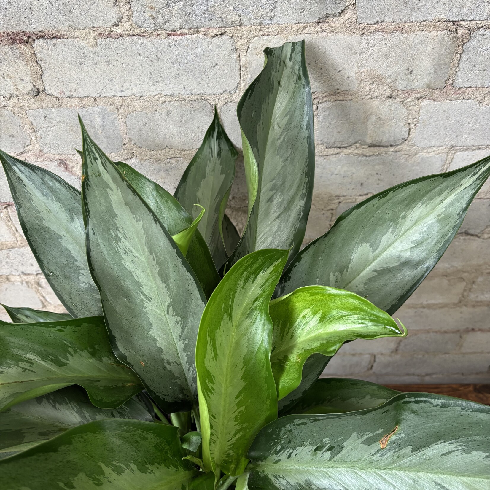 Aglaonema Shades 8"