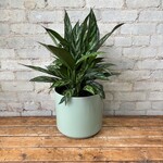 Aglaonema Tigress 8"