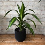 Dracaena Hawaiian Sunshine 6"