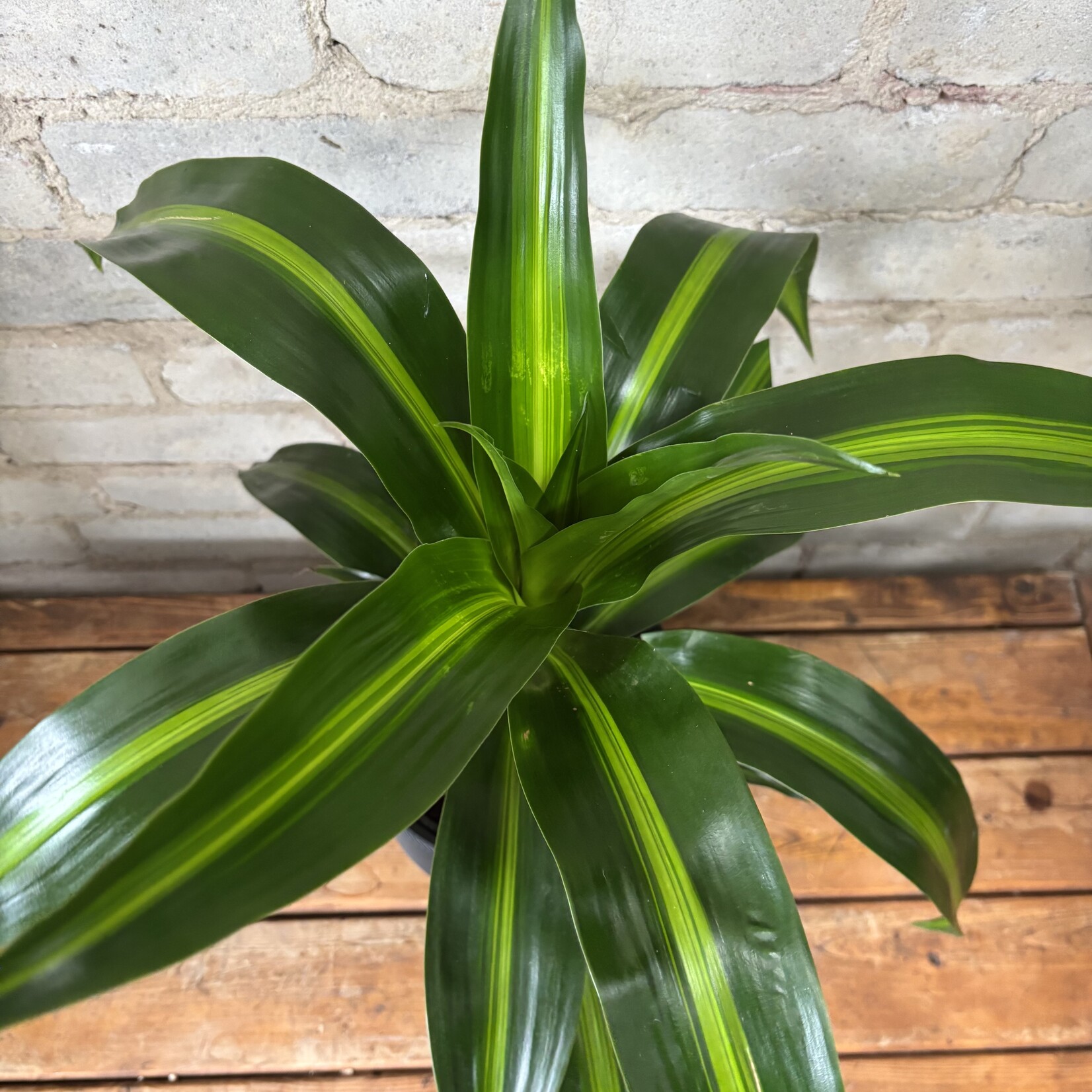 Dracaena Hawaiian Sunshine 6"