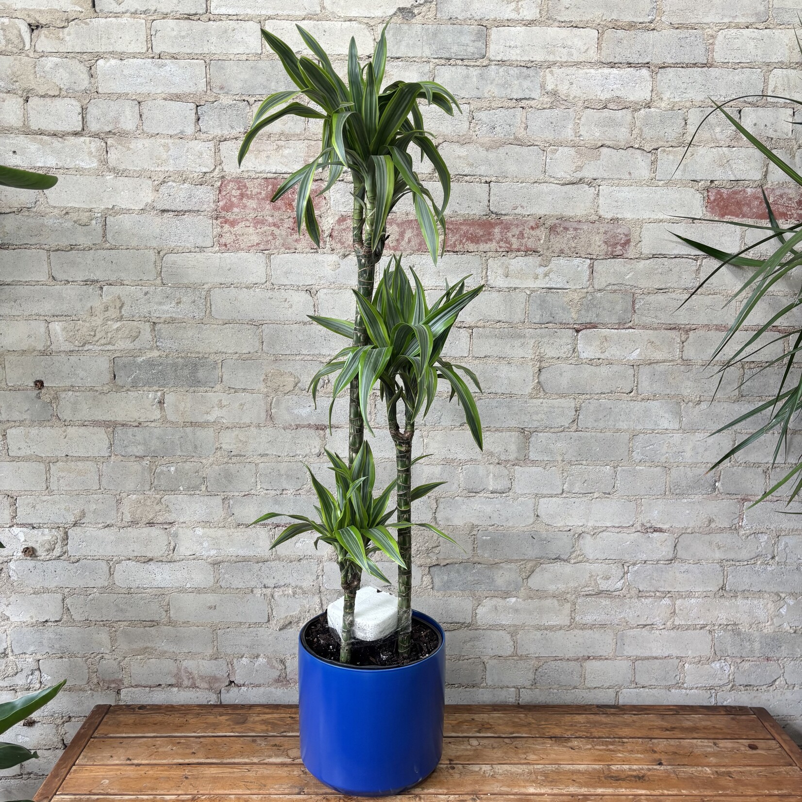 Dracaena Warneckii Lemon Lime Cane 10"