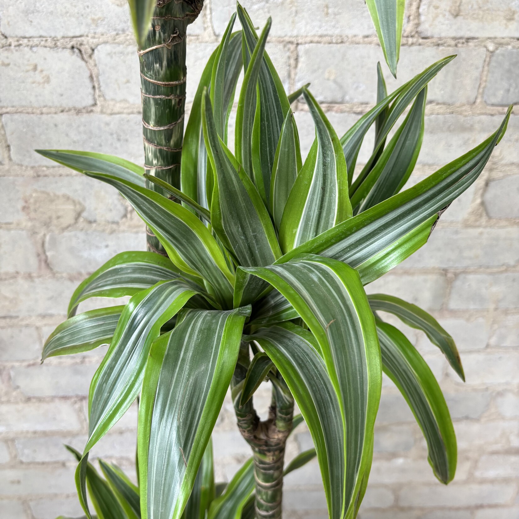 Dracaena Warneckii Lemon Lime Cane 10"