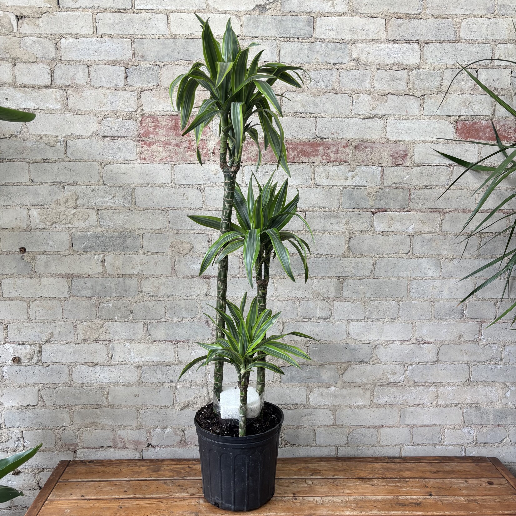 Dracaena Warneckii Lemon Lime Cane 10"