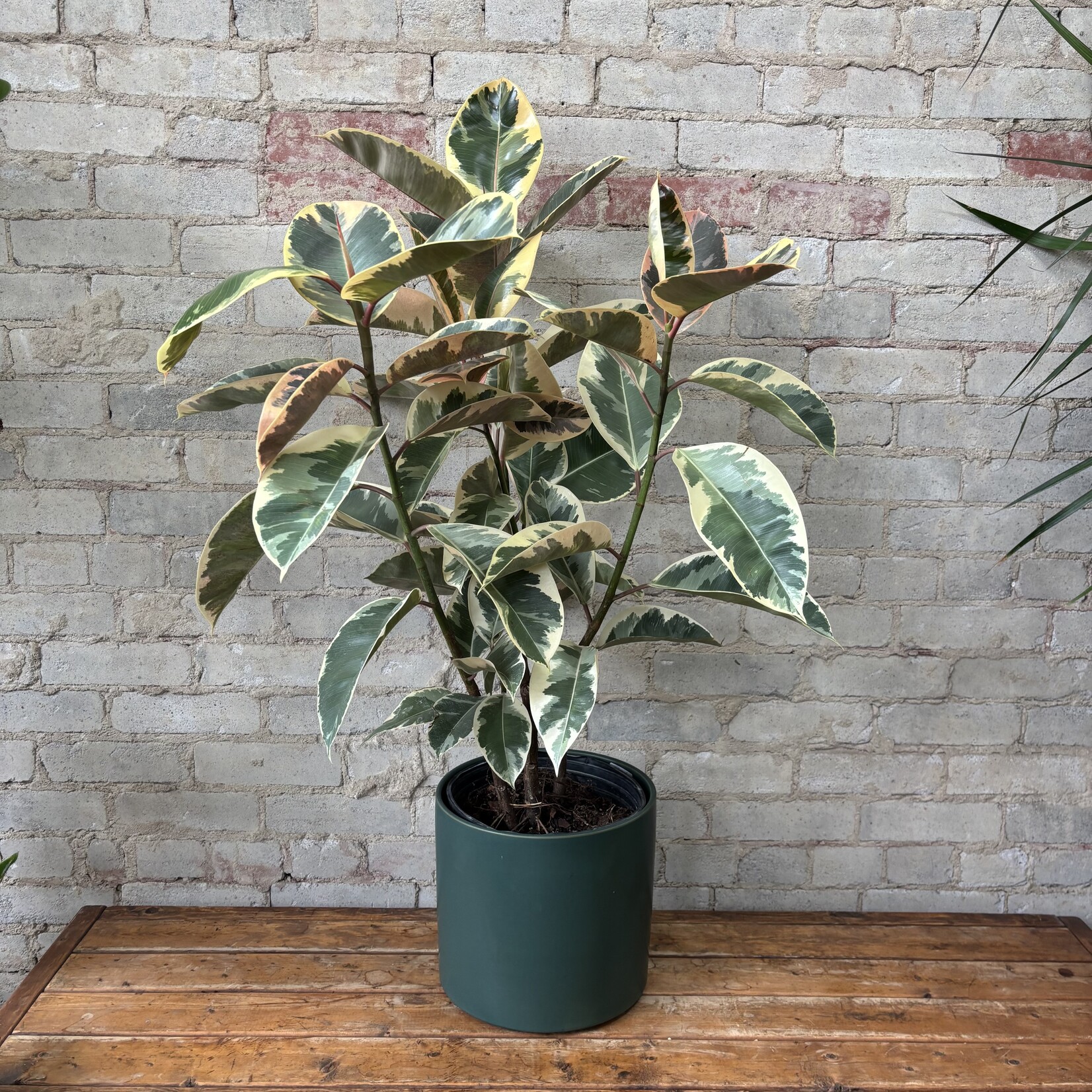 Ficus Elastica Tineke 10"