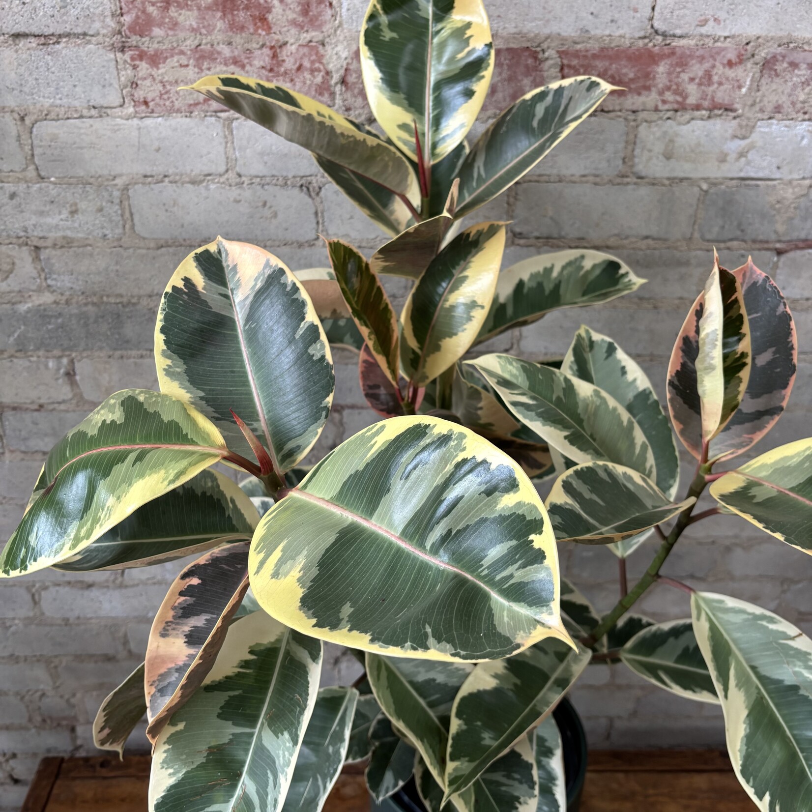 Ficus Elastica Tineke 10"