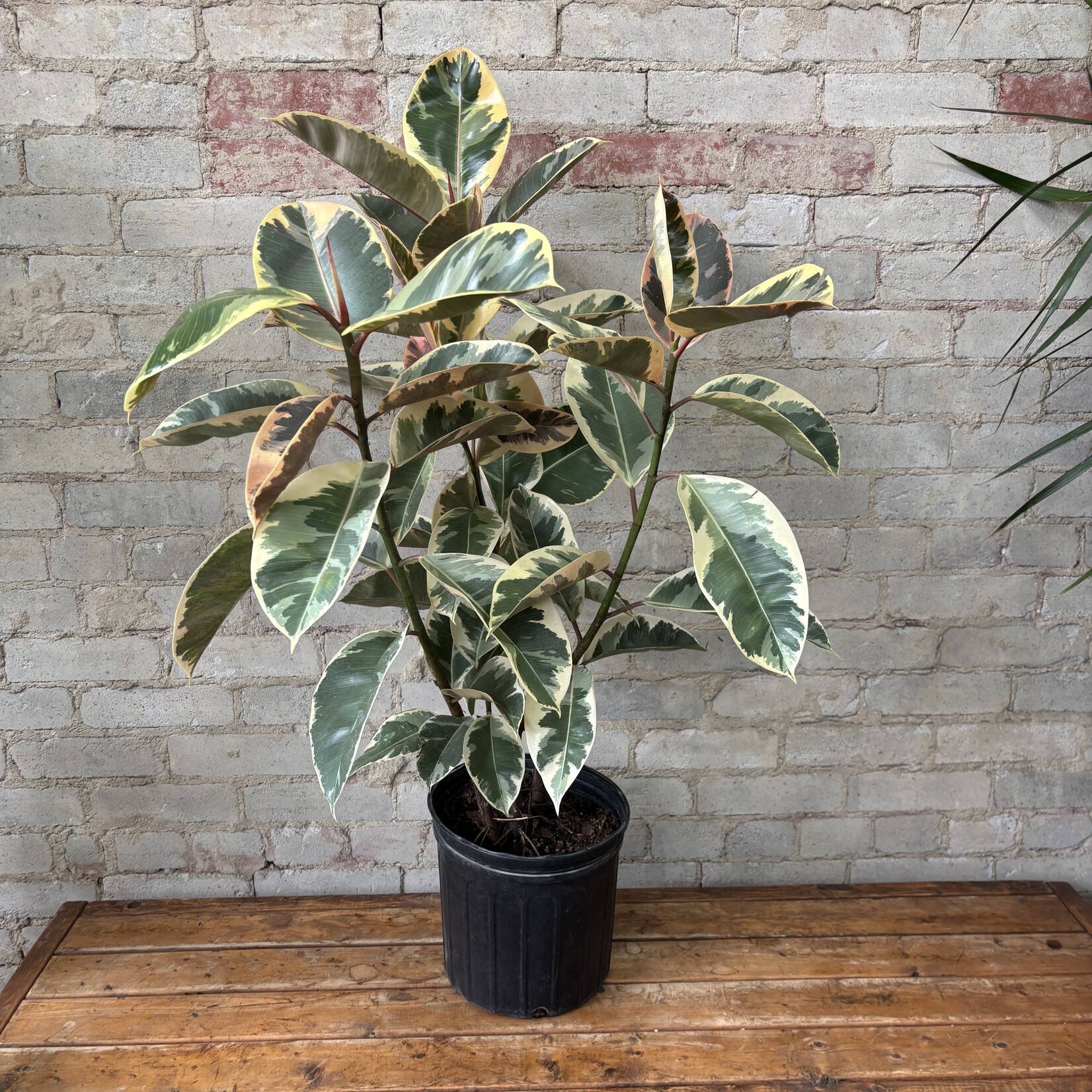 Ficus Elastica Tineke 10"