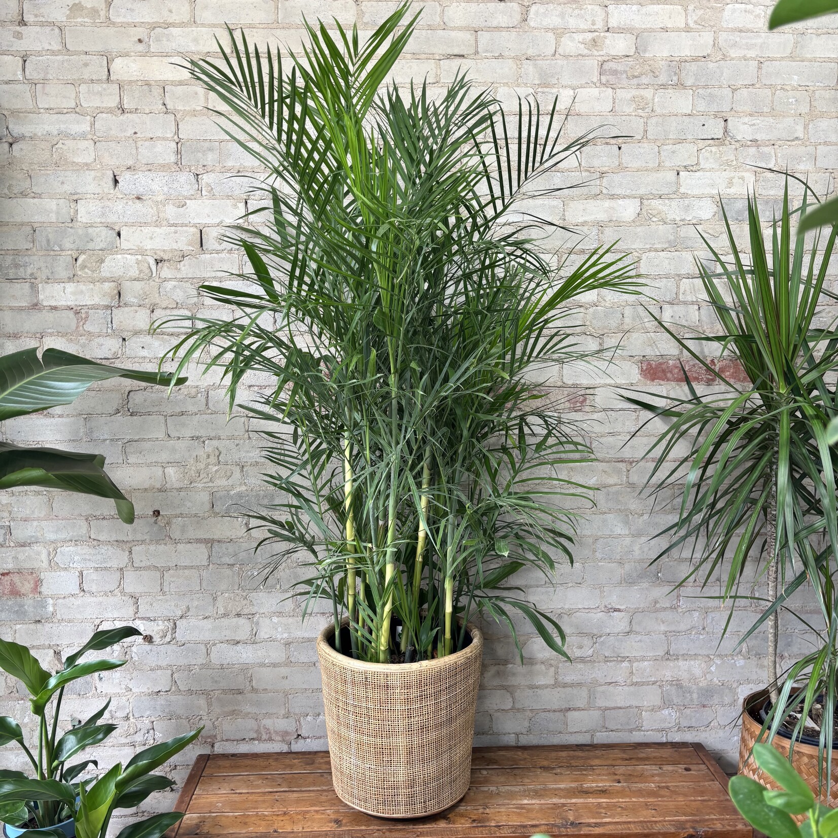 Bamboo Seifrizzi Palm 14"