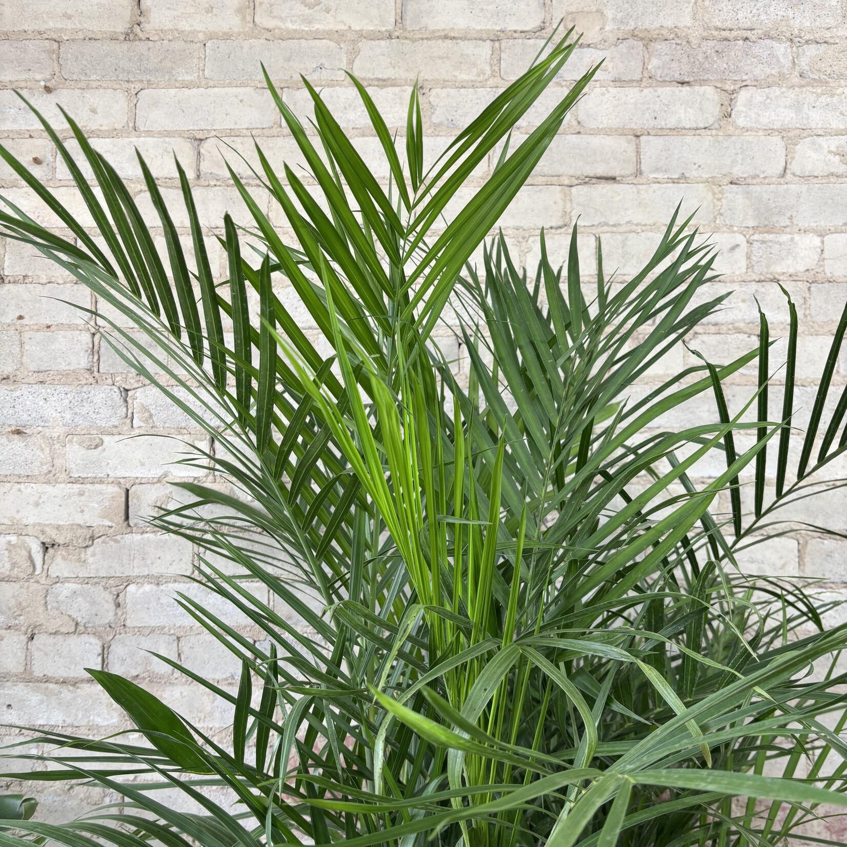 Bamboo Seifrizzi Palm 14"