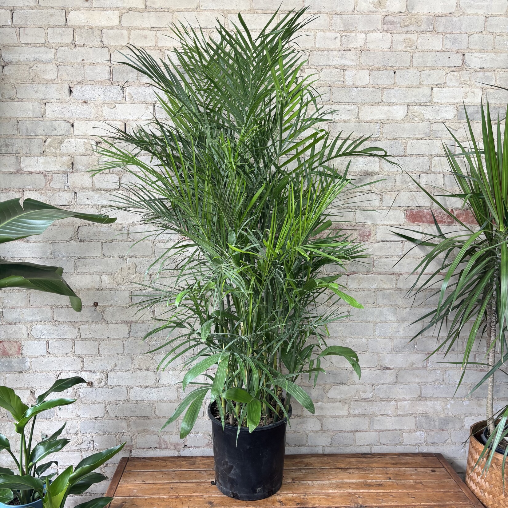 Bamboo Seifrizzi Palm 14"