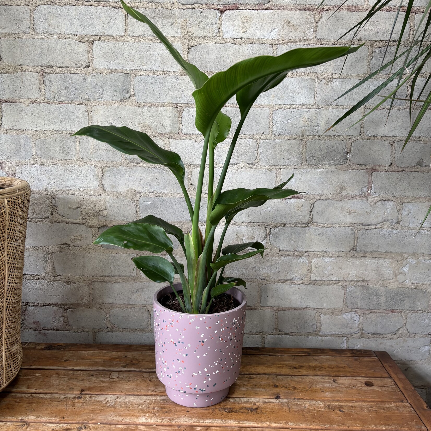 Bird of Paradise (Strelitzia Nicolai) 6"