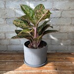 Aglaonema Night Sparkle 6"
