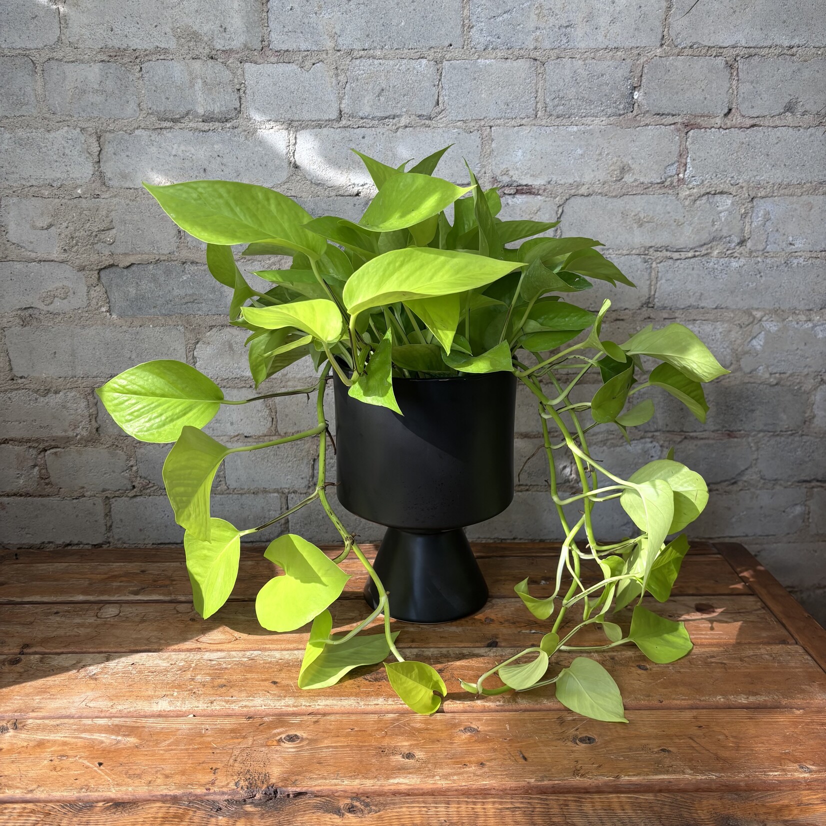 Neon Pothos 6"