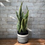 Sansevieria Laurentii 6"
