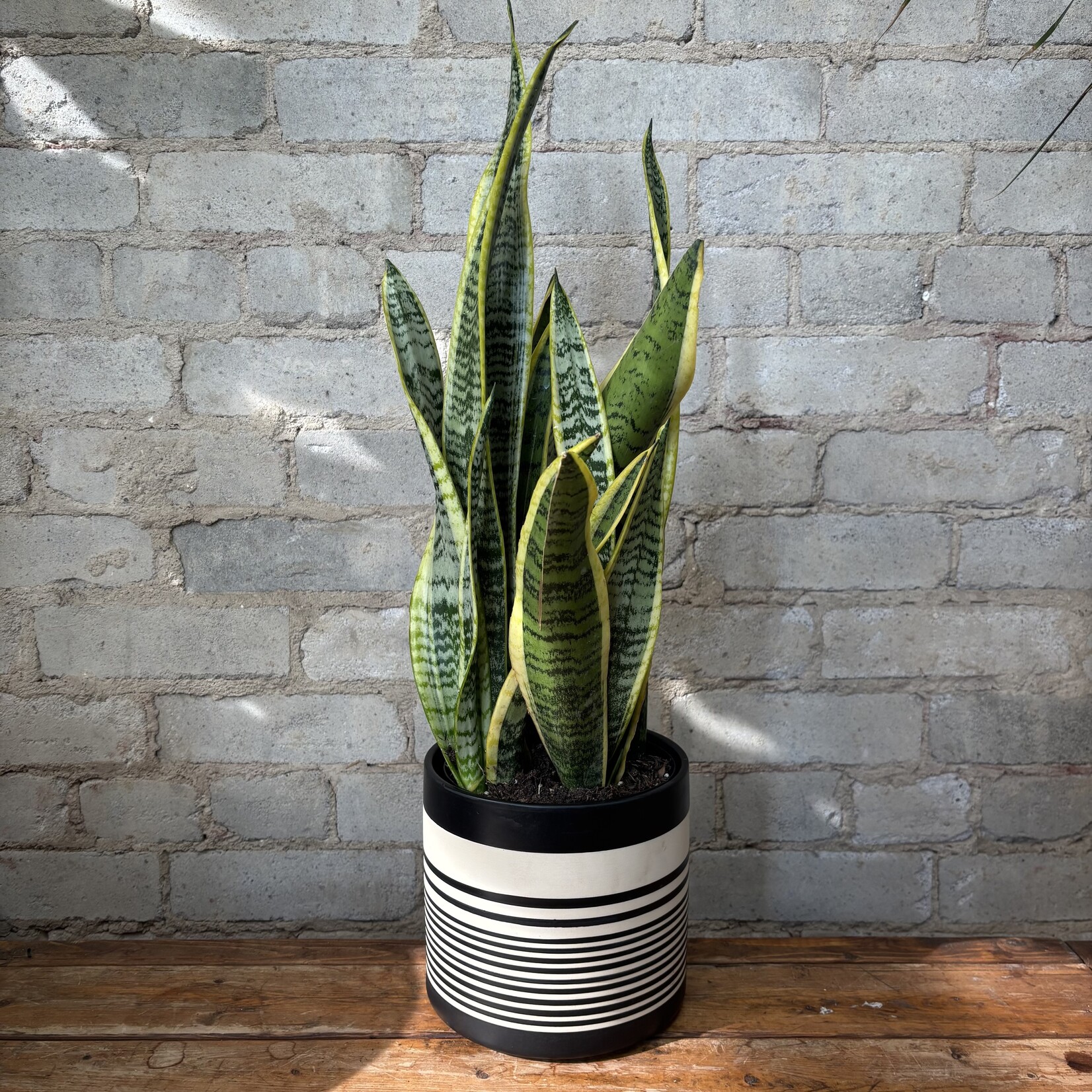 Sansevieria Laurentii 6"