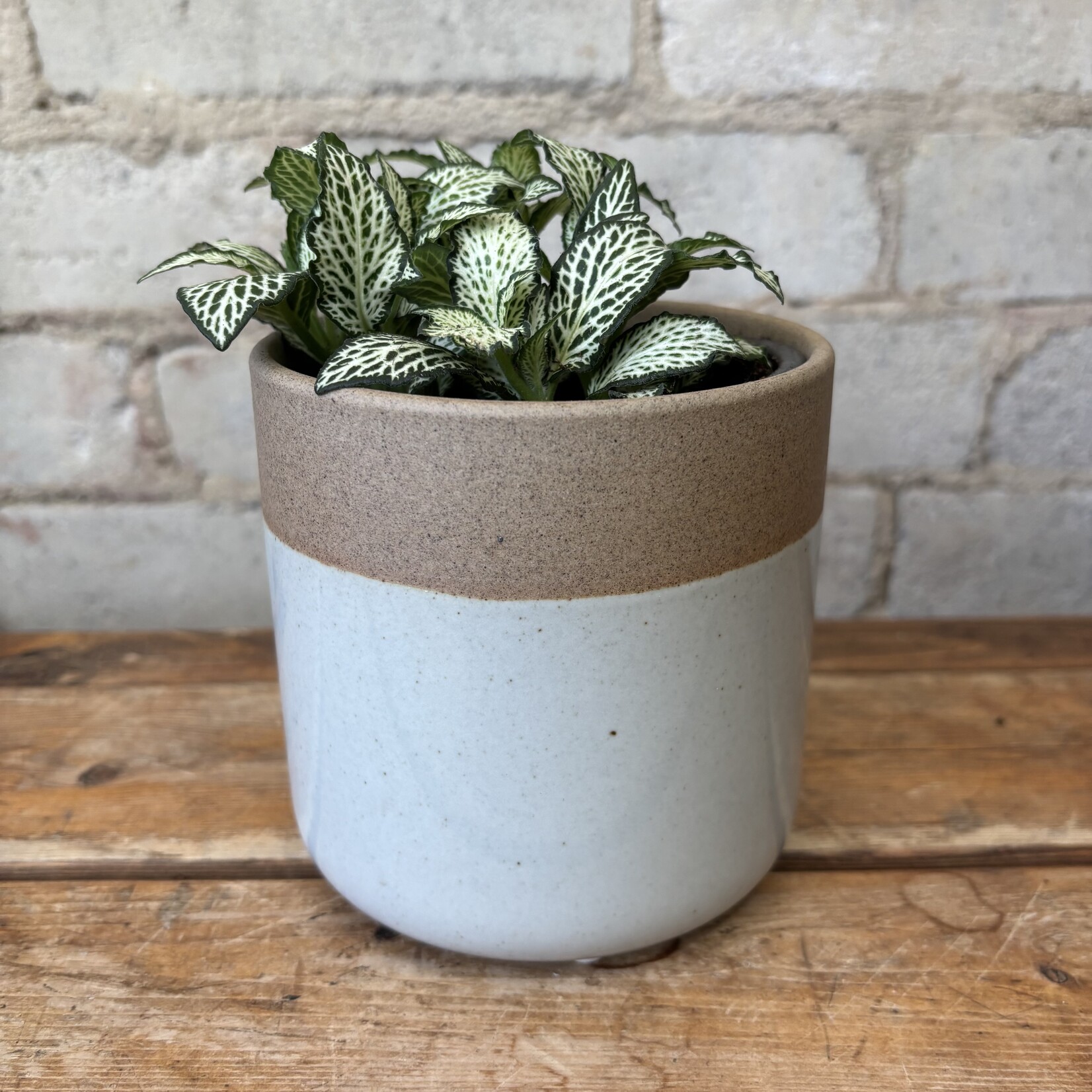 Fittonia White Star 4"