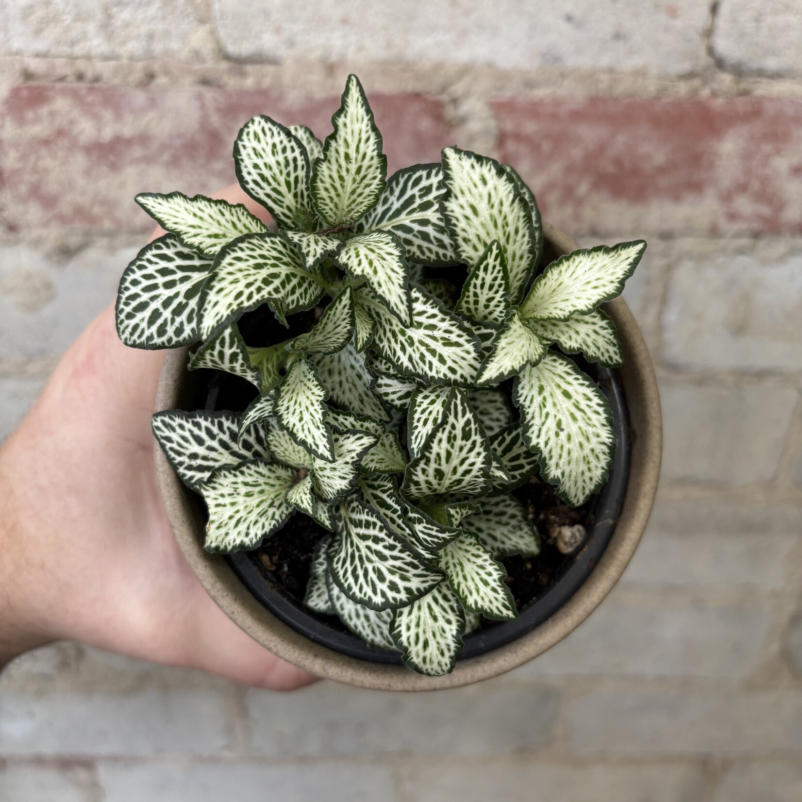 Fittonia White Star 4"