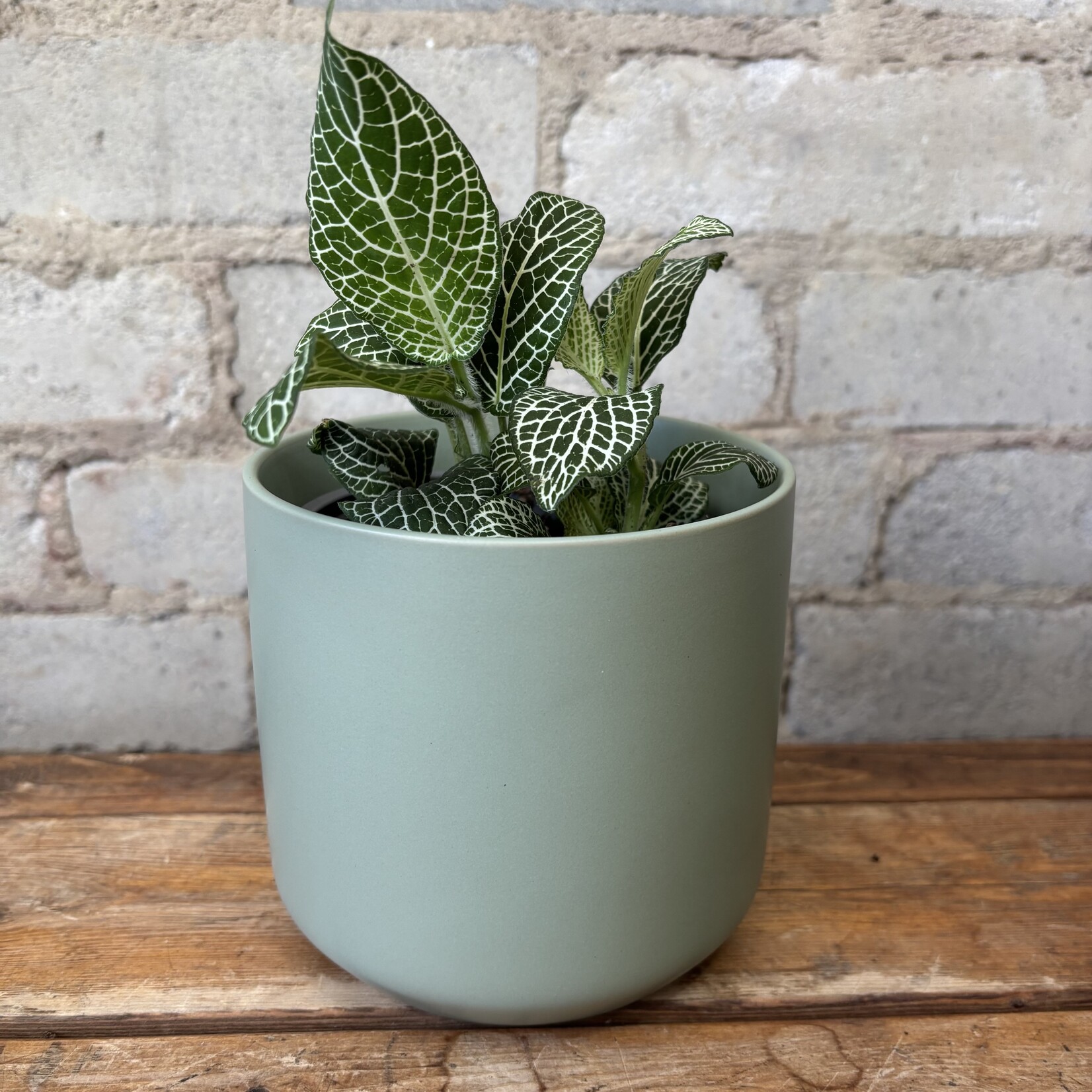 Fittonia White Anne 4"
