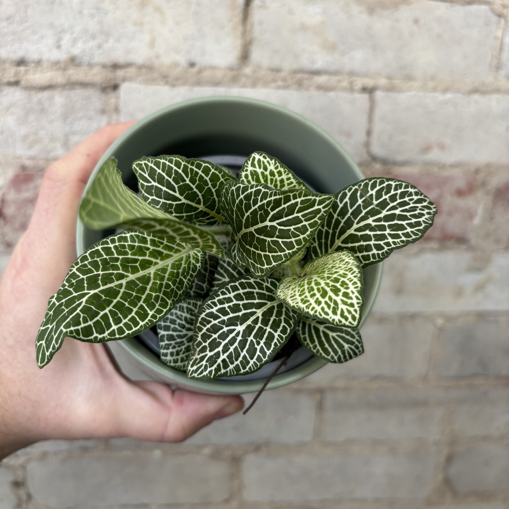 Fittonia White Anne 4"