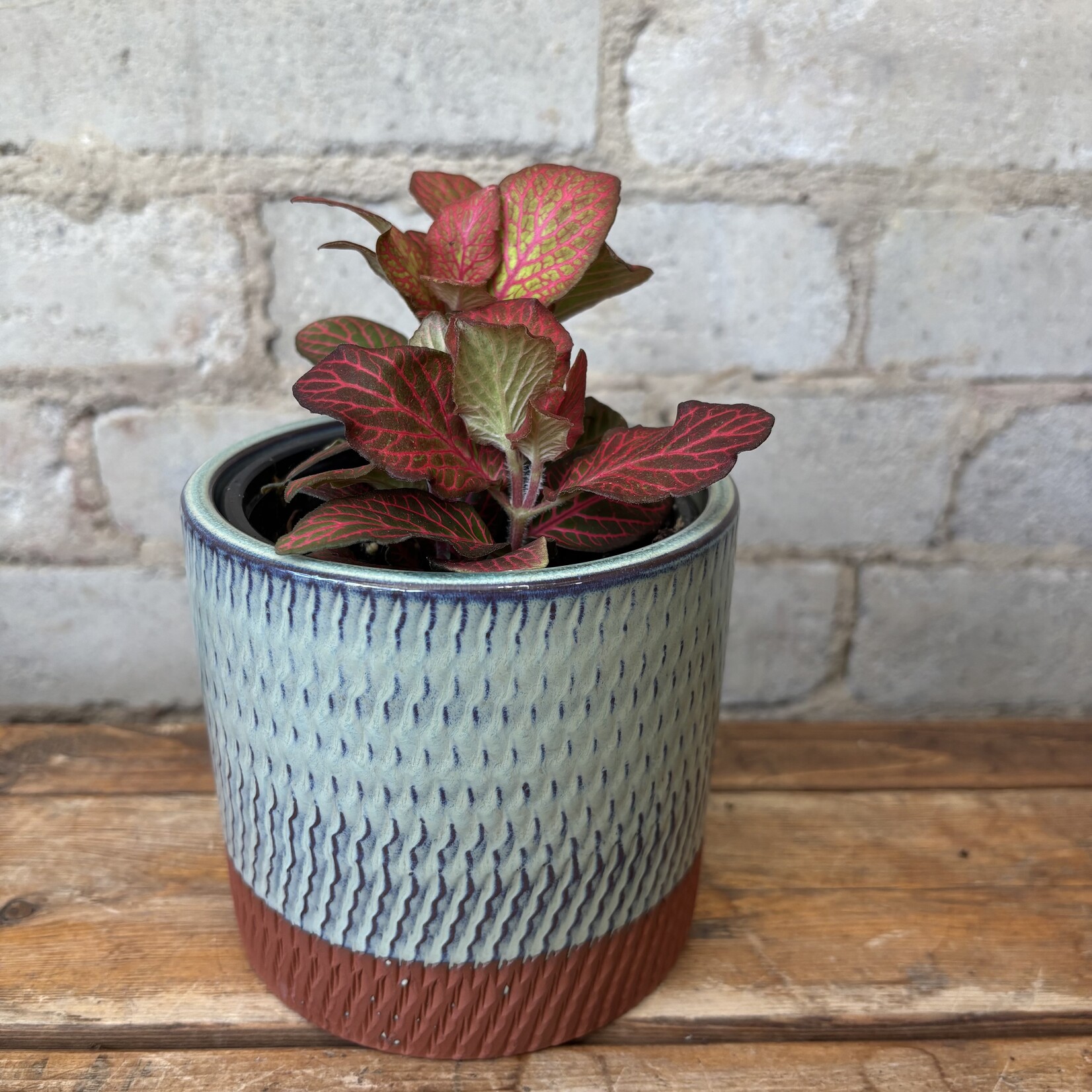 Fittonia Red Angel 4"