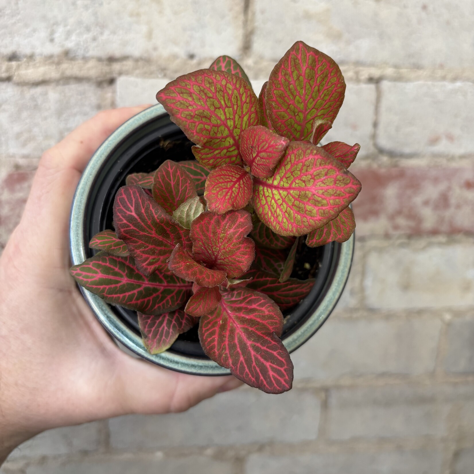 Fittonia Red Angel 4"