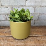 Fittonia Jolly Lemon 4"