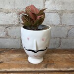 Fittonia Peach Forest Flame 3"