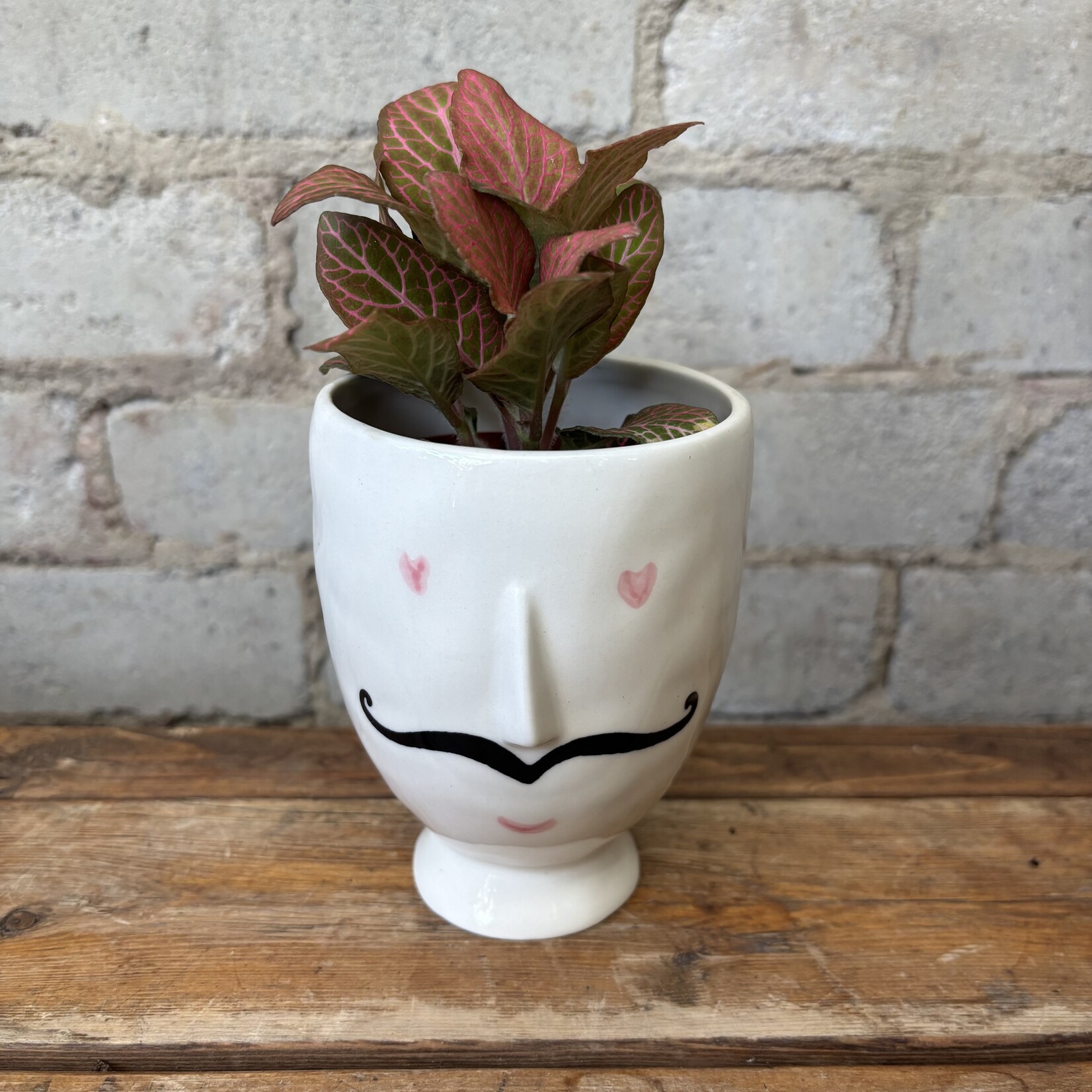 Fittonia Peach Forest Flame 3"