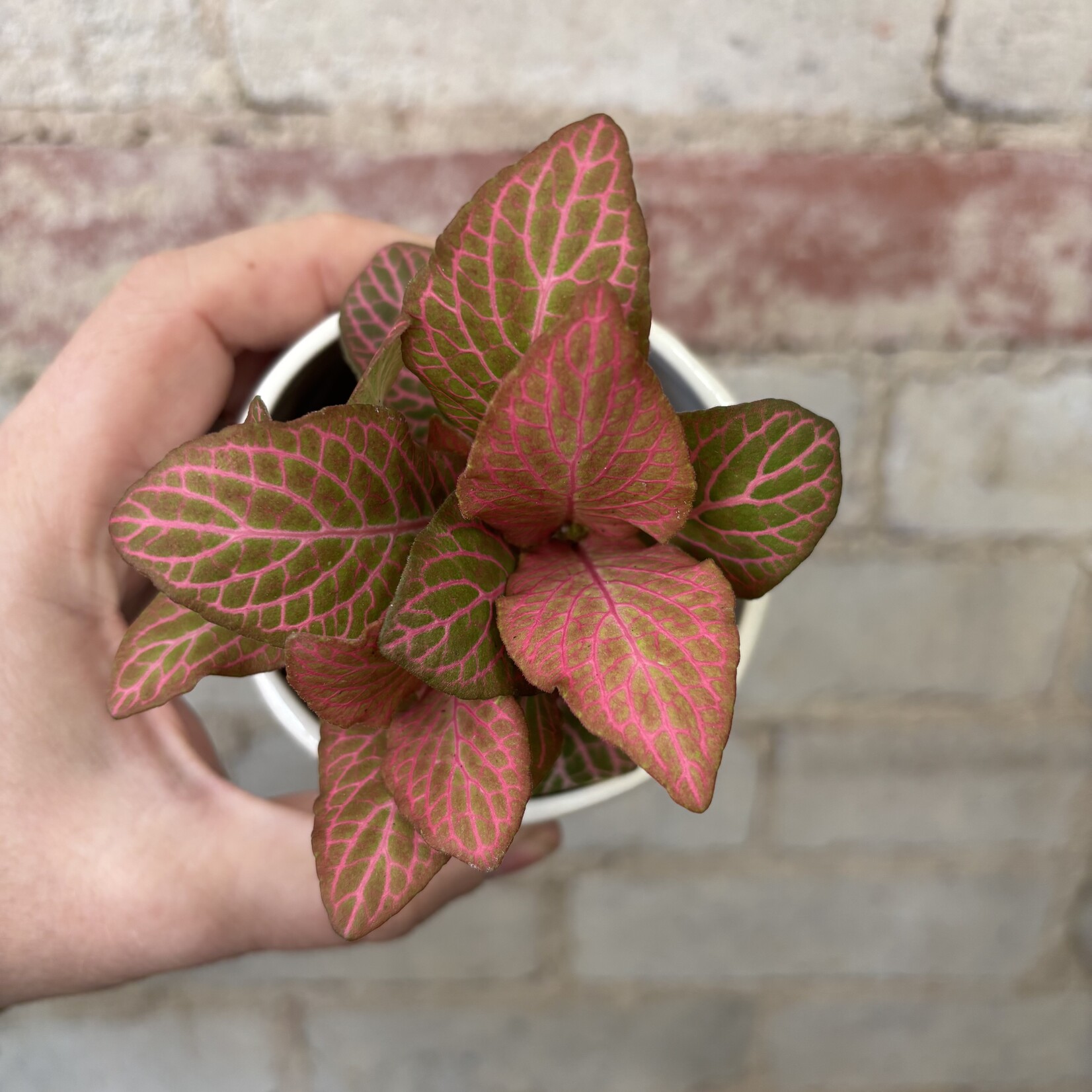 Fittonia Peach Forest Flame 3"