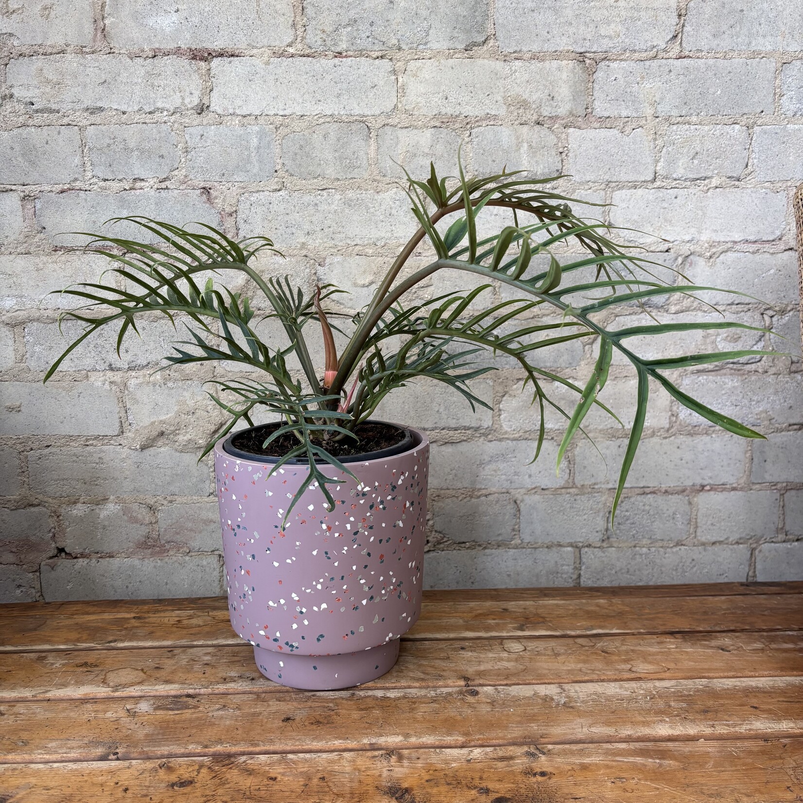 Philodendron Twisted Sister 7"