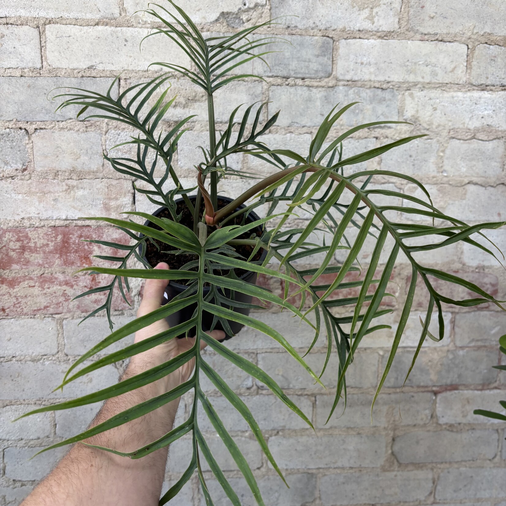 Philodendron Twisted Sister 7"