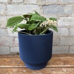 Pilea Moon Valley 5"