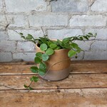Hoya Mathilde 5"