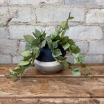 Hoya Krohniana Silver 3.5"