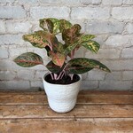 Aglaonema Chanel 6"