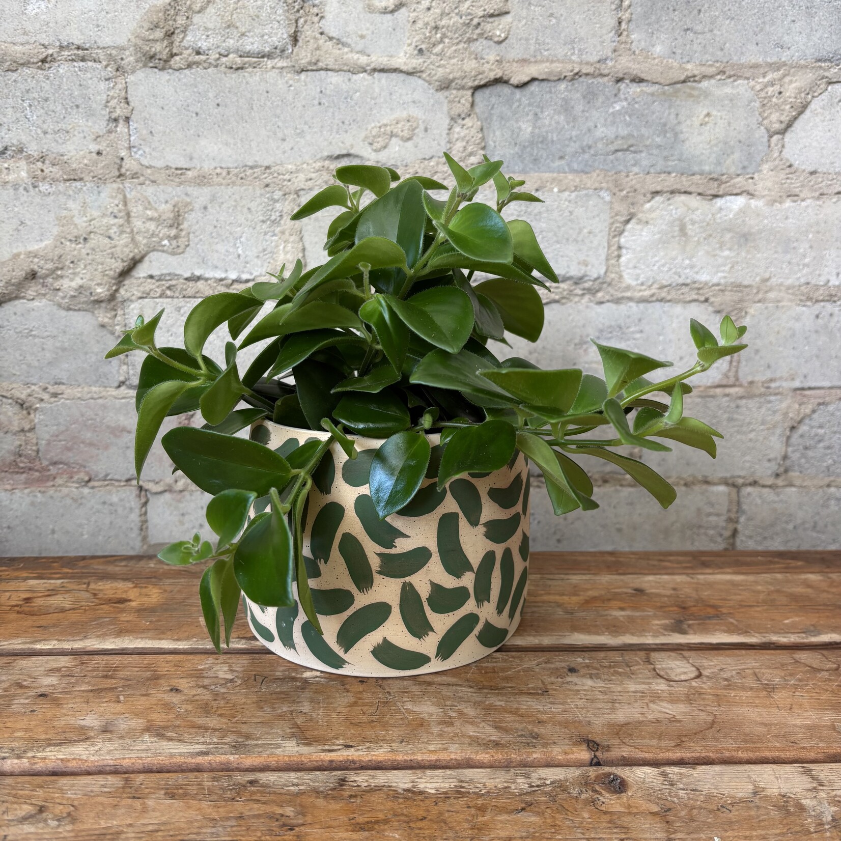 Mona Lisa Lipstick Plant 5"