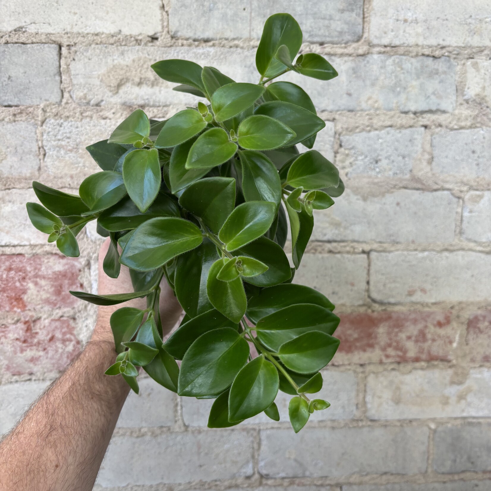 Mona Lisa Lipstick Plant 5"