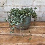 Pilea Aquamarine 5"